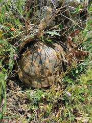 Testudo graeca