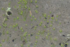 Crassula aphylla