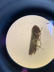 Cicadellidae