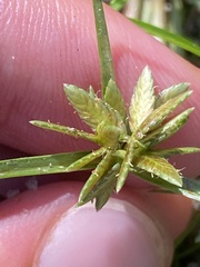 Cyperus flavescens