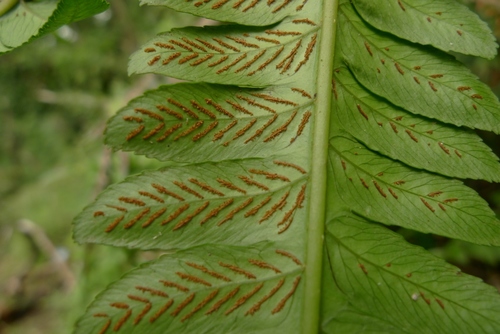 Diplazium proliferum