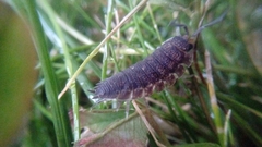 Porcellio scaber