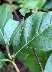 Mompha solomoni