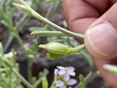 Cakile maritima
