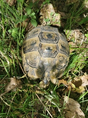 Testudo graeca