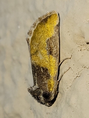 Chalcopasta fulgens