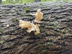 Pleurocybella porrigens