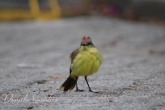 Machetornis rixosa