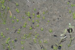 Crassula aphylla