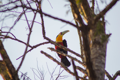 Ramphastos dicolorus