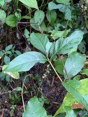 Mompha solomoni
