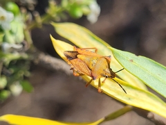 Carpocoris mediterraneus atlanticus