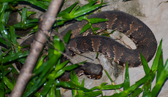 Agkistrodon piscivorus