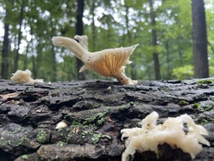 Pleurocybella porrigens