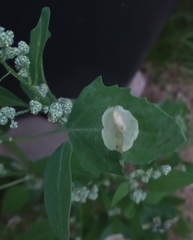 Chrysoesthia sexguttella