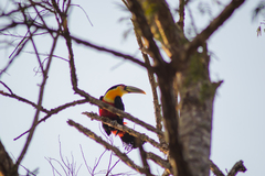 Ramphastos dicolorus