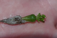 Crassula aphylla
