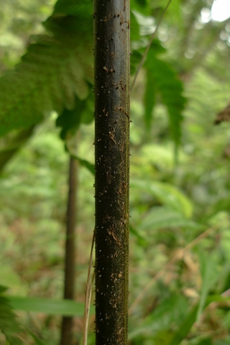 Diplazium proliferum