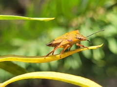 Carpocoris mediterraneus atlanticus