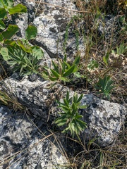 Euphorbia petrophila