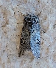 Astiptodonta aonides