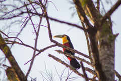 Ramphastos dicolorus