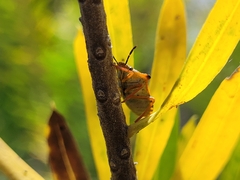 Carpocoris mediterraneus atlanticus