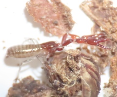 Pseudoscorpiones