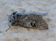 Astiptodonta aonides