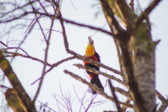 Ramphastos dicolorus