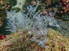 Hydrozoa