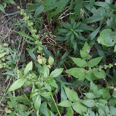 Agrimonia gryposepala