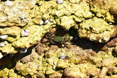 Pachygrapsus marmoratus