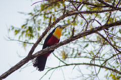 Ramphastos dicolorus