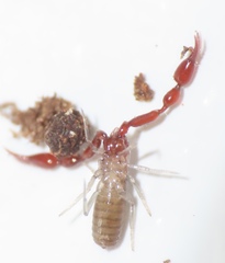 Pseudoscorpiones