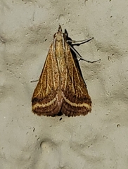 Microtheoris ophionalis