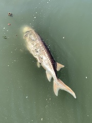 Acipenser transmontanus