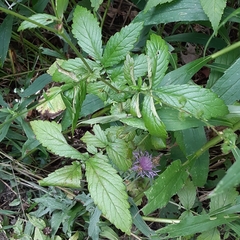 Agrimonia gryposepala