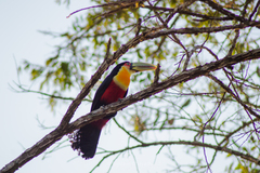 Ramphastos dicolorus