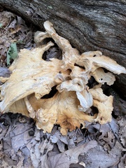 Laetiporus cincinnatus