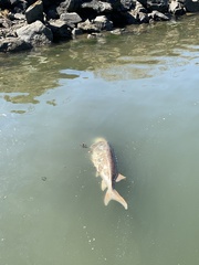 Acipenser transmontanus