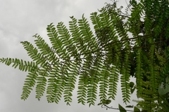 Lomagramma polyphylla