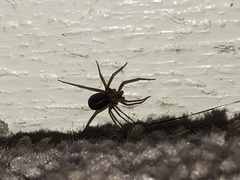 Loxosceles reclusa