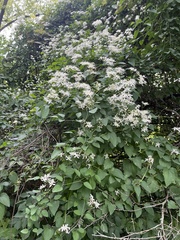 Clematis virginiana