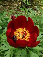 Paeonia peregrina