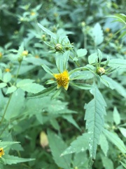 Bidens frondosa