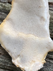 Laetiporus cincinnatus