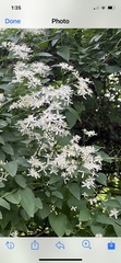 Clematis virginiana