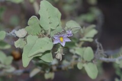Solanum tomentosum