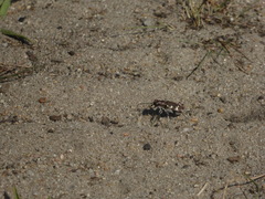 Cicindela hybrida